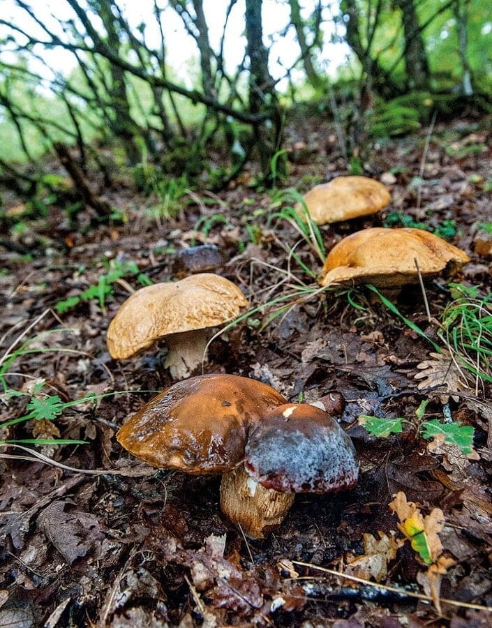 7 Incredible Places for Mushroom Hunting in Greece - Gastronomy Tours KASTORIA 1 - Gastronomy Tours